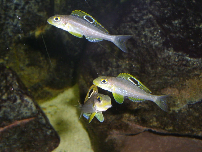 Xenotilapia sp. 'papilio sunflower' Msalaba